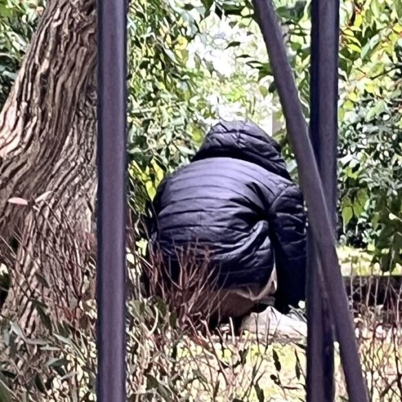 Un acte insensé : un homme arrêté pour avoir attaqué des pigeons et semé la peur chez une enfant.